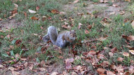 The squirrel is playing in the woods.