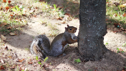 The squirrel is playing in the woods.