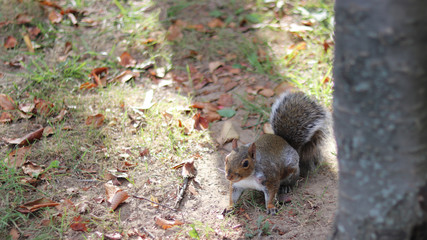 The squirrel is playing in the woods.