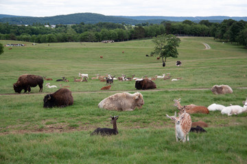 Zoo Animals Lazing About