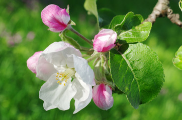 Pink apple flowers on natural background