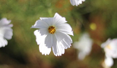 Cosmos&nbsp;are&nbsp;in&nbsp;full&nbsp;bloom
