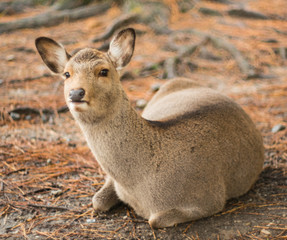 Fototapeta premium Deer resting on the ground with a funny expression. Taken at Nara park Japan.