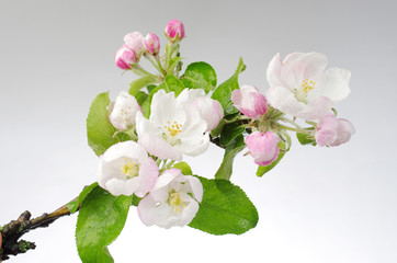 Pink flowers of apple tree on a gray background