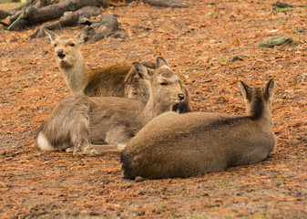 Deer resting on the ground, one with a funny expression. Taken at Nara park Japan.