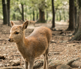 Adorable small baby deer alone in the forest. Taken near Nara Japan.