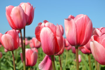 tulips in the garden