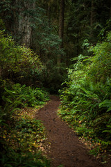 Fototapeta na wymiar Well Worn Path in Forest