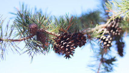 Naklejka premium Pine tree has pine cones.