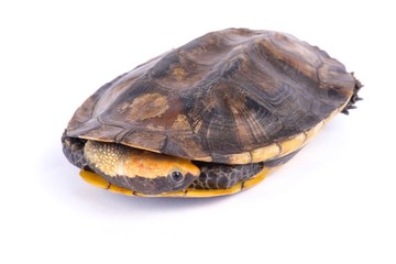 Obraz premium Twist-necked turtle (Platemys platycephala)