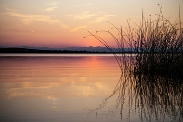 Reflections of Reeds on Lake During Sunset