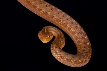 Coastal House Snake (Thamnodynastes strigatus)