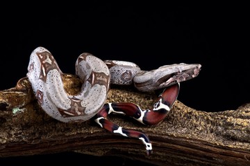 Boa constrictor (Boa constrictor constrictor) Suriname locality
