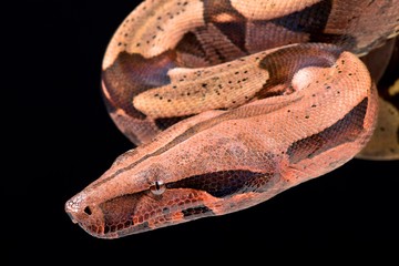 Boa constrictor (Boa constrictor constrictor) Suriname locality