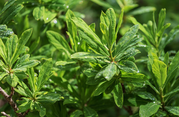 Subalpine wild flowers summer.