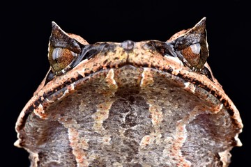 Asian horned frog (Megophrys montana)