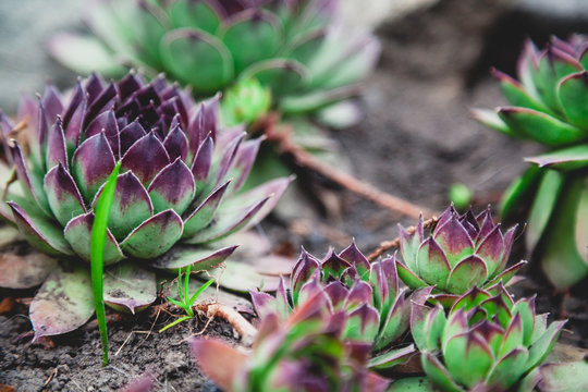 Eucheria Bilder Durchsuchen 32 Archivfotos, und Videos