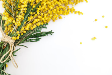 bouquet of yellow mimosa on white background