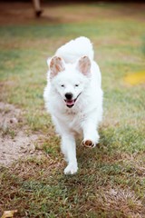 Obraz premium dog on grass