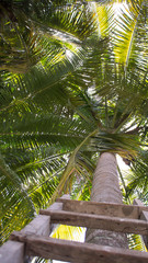 Ladder in coconut palm