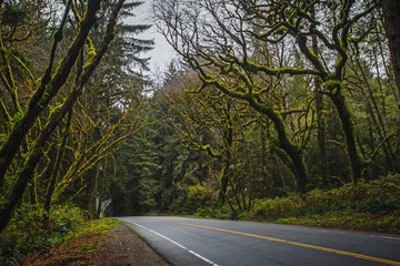 Road and Mossy Trees in the Fog