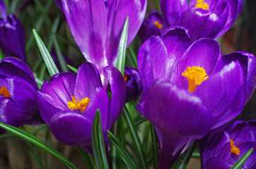 Obraz na płótnie Canvas Blooming purple crocuses. Close-up