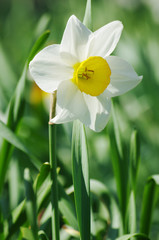 Blooming white daffodil on the background of flower beds.