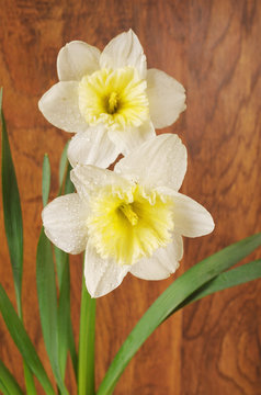 Two white daffodils on a wood texture background.