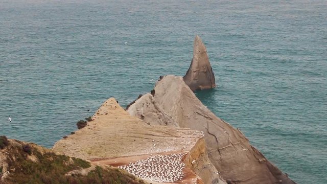Cape Kidnappers gannet colony and shark tooth rock.