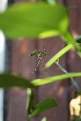 Spider on cobweb between leaves