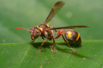 red wasp found in bali Indonesia red and yellow wasp on a green leaf