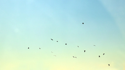 Birds migrate south to look for food in the winter.