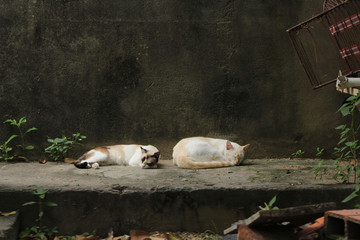 Two sleeping cats