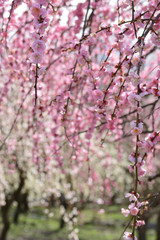 Spring in Japan, red and white plum