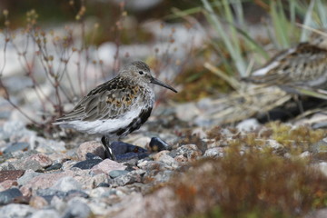 Dunlin (Calidris alpina), a medium sized sandpiper and shorebird standing sidewise with plants in the background