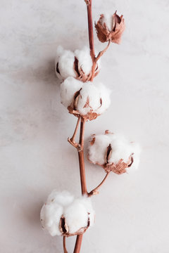 Cotton flower on white marble background from above. Minimal layout