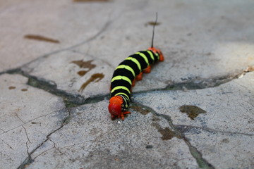 Brightly colored worm