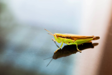 Young grasshopper