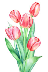 Floristic composition with watercolor hand drawn red pink tulip flowers on white background