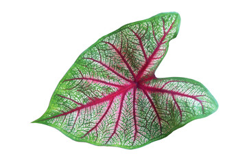 Green Leaf Red Veins of Caladium bicolor Plant Isolated on White Background