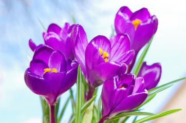 Purple crocuses on a light background