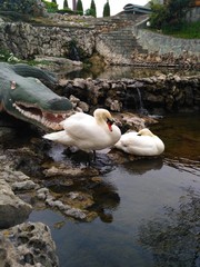 swan and cygnets