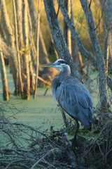 Great blue heron resting