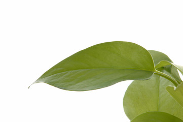 ポトス　ポトスの葉　観葉植物