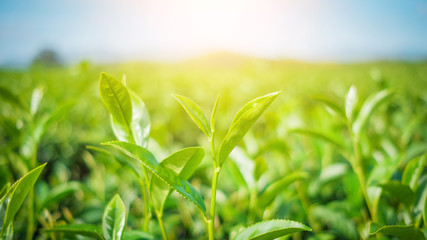 Fresh tea leaves and good weather in the morning