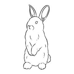 Rabbit sketch. Hand drawn cute rabbit doodle