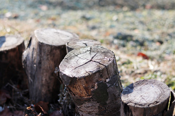 A hedge made of small strips of wood.