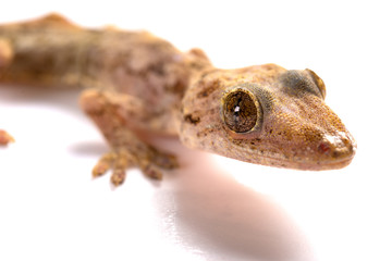 lizard close up on a white background