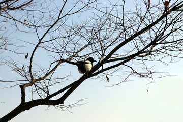A magpie perched on a branch.