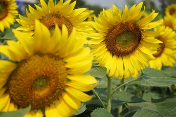 Blooming yellow sunflower, backyard planting decoration